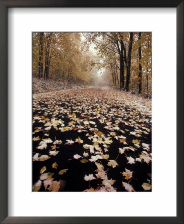 Burke Mountain Roadway, East Burke, Vermont, Usa by Darrell Gulin Pricing Limited Edition Print image