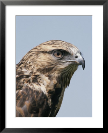 A Close View Of The Head Of A Rough-Legged Hawk, Buteo Lagopus by Tom Murphy Pricing Limited Edition Print image