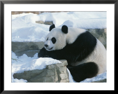 A Panda In The Snow At The National Zoo In Washington, Dc by Taylor S. Kennedy Pricing Limited Edition Print image
