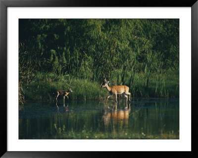 White-Tailed Deer Enjoy Year-Round Asylum At The Aransas Refuge In Coastal Texas by Farrell Grehan Pricing Limited Edition Print image