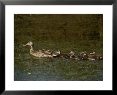 A Northern Pintail Duck Leads Her Brood Through The Water by Bates Littlehales Pricing Limited Edition Print image