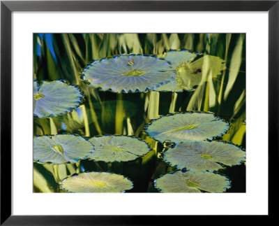 Water Lily Pads On The Surface Of A Chicago Botanic Garden Pool by Paul Damien Pricing Limited Edition Print image