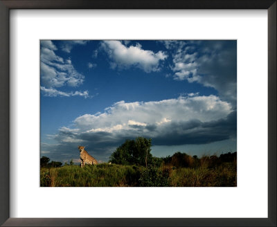 Portrait Of An African Cheetah by Chris Johns Pricing Limited Edition Print image