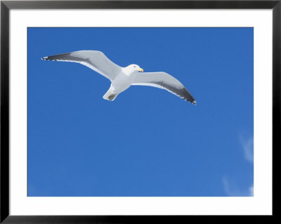 A Kelp Gull Flying (Larus Dominicanus), Sea Lion Island, Falkland Islands, South Atlantic by Marco Simoni Pricing Limited Edition Print image