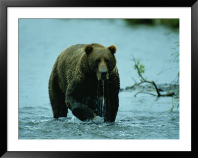 A Kodiak Brown Bear Emerges From The Water by George F. Mobley Pricing Limited Edition Print image
