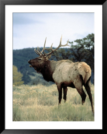 Bull Elk Bugling, Yellowstone National Park, Wy by Allen Russell Pricing Limited Edition Print image