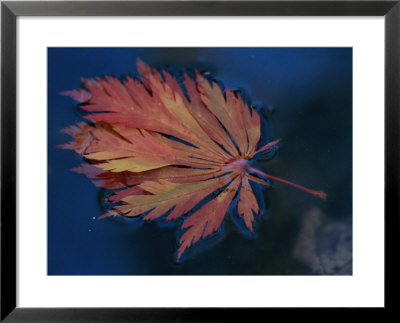 A Single Fallen Japanese Maple Leaf Floats In The Water by Darlyne A. Murawski Pricing Limited Edition Print image