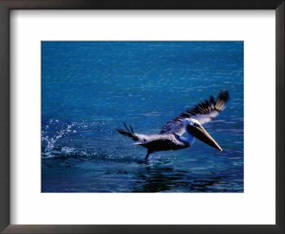 Brown Pelican (Pelecanus Occidentalis) Taking Flight, Ecuador by Richard I'anson Pricing Limited Edition Print image