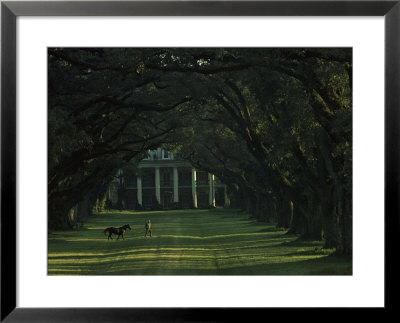 A Man Leads His Horse At Oak Alley, An Antebellum Sugar Plantation by James L. Stanfield Pricing Limited Edition Print image