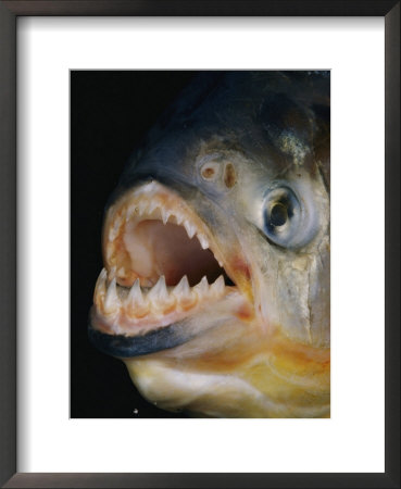 Close-Up Of A Piranha by Paul Zahl Pricing Limited Edition Print image