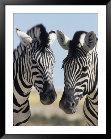 Two Burchell's Zebra, Equus Burchelli, Etosha National Park, Namibia, Africa by Ann & Steve Toon Pricing Limited Edition Print image