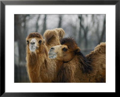 Bactrian Camels At The National Zoo by Vlad Kharitonov Pricing Limited Edition Print image
