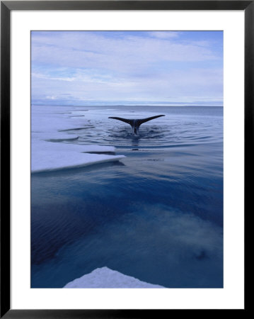 A Greenland Right Whale Pops Its Tail Out Of The Water by Paul Nicklen Pricing Limited Edition Print image