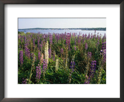 Maine Wetlands by Stephen St. John Pricing Limited Edition Print image