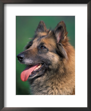 Domestic Dogs, Belgian Malinois / Shepherd Dog Face Portrait by Adriano Bacchella Pricing Limited Edition Print image