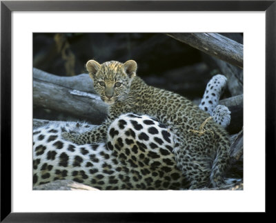 A Leopard Cub, Panthera Pardus, Prepares To Nurse by Beverly Joubert Pricing Limited Edition Print image