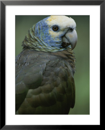 A Portrait Of A St. Vincent Parrot (Amazon Guildindii) by Michael Melford Pricing Limited Edition Print image
