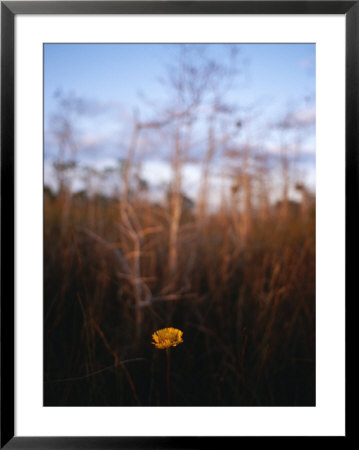 A Single Wildflower Blooming In Everglades National Park by Raul Touzon Pricing Limited Edition Print image