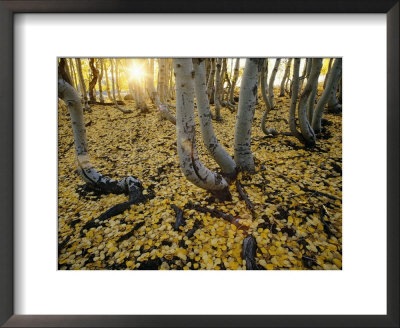 Aspen Trees Stand Above A Carpet Of Fallen Leaves by Phil Schermeister Pricing Limited Edition Print image