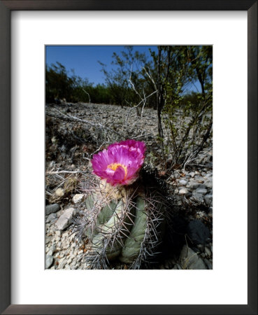 A Flowering Barrel Cactus by George Grall Pricing Limited Edition Print image