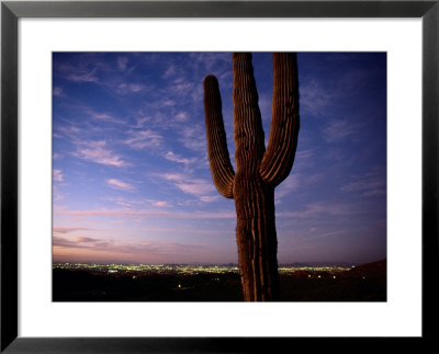 Saguaro Cactus by Phil Schermeister Pricing Limited Edition Print image