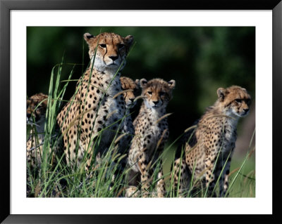 A Group Of African Cheetahs Sitting In The Grass by Chris Johns Pricing Limited Edition Print image