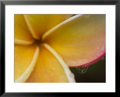 Frangipani Flower And Raindrops, Bangkok, Thailand by Brent Winebrenner Pricing Limited Edition Print image
