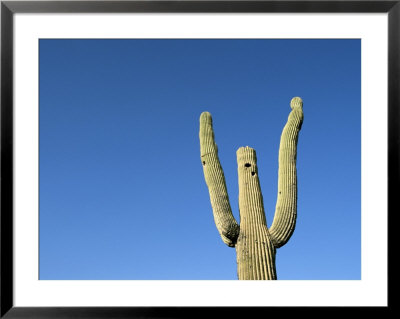 Saguaro Cactus Against A Brilliant Blue Sky by John Burcham Pricing Limited Edition Print image