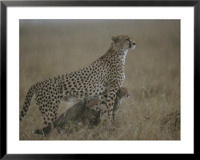 A Mother Cheetah Shelters Her Cubs From Rain by Roy Toft Pricing Limited Edition Print image