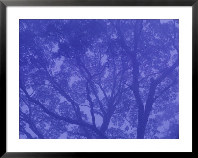 Fog Shrouds The Lacy Silhouette Of A Tree by Mattias Klum Pricing Limited Edition Print image