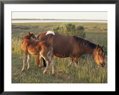 Chincoteague Mare With Foal by Al Petteway Pricing Limited Edition Print image