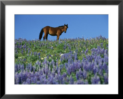A View Of A Wild Horse In A Field Of Wildflowers by Raymond Gehman Pricing Limited Edition Print image