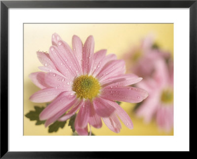 Pink Daisy by Larry Stanley Pricing Limited Edition Print image