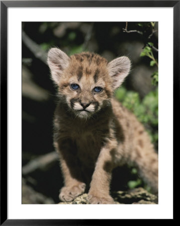 A Captive Mountain Lion Cub (Felis Concolor) Takes A Walk by Tom Murphy Pricing Limited Edition Print image