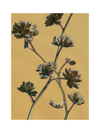 Dry Yucca Bloom by Chip Scarborough Pricing Limited Edition Print image
