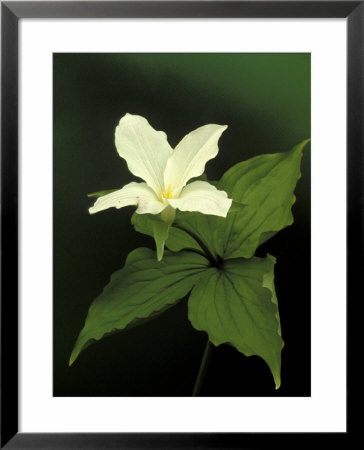 Four Petal White Trillium, Wilderness State Park, Michigan, Usa by Claudia Adams Pricing Limited Edition Print image
