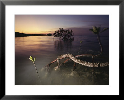An Eastern Diamondback Rattlesnake Rests On A Mangrove Tree by Chris Johns Pricing Limited Edition Print image