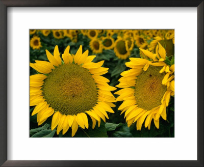 Sunflowers In Field, Tuscany, Italy by Diana Mayfield Pricing Limited Edition Print image