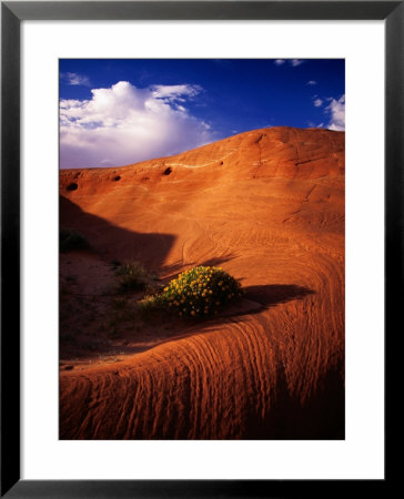 Entrada Sandstone Near Dance Hall Rock In Grand Staircase - Escalante National Monument, Utah by Mark Newman Pricing Limited Edition Print image