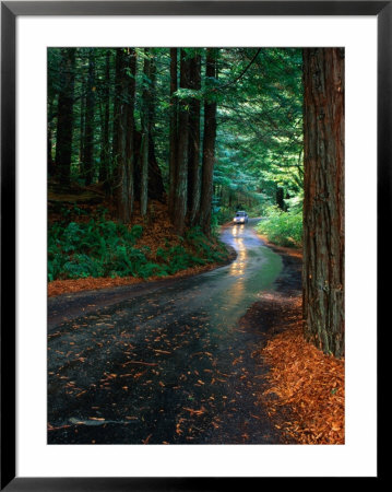 Car Driving Down Road Between Trees, Humboldt Redwoods State Park, Usa by Mark & Audrey Gibson Pricing Limited Edition Print image