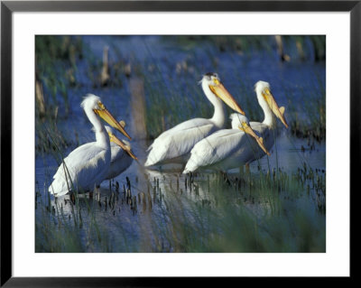American White Pelicans, Malheur National Wildlife Refuge, Oregon, Usa by William Sutton Pricing Limited Edition Print image