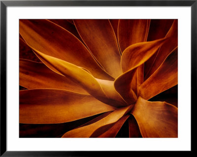 Agave by Irene Suchocki Pricing Limited Edition Print image