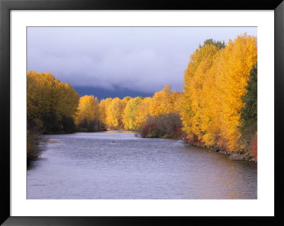 Yakima River And Trees In Autumn, Near Cle Elum, Kittitas County, Washington, Usa by Jamie & Judy Wild Pricing Limited Edition Print image