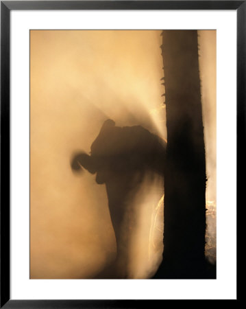 African Elephant Silhouetted In A Dust Cloud by Beverly Joubert Pricing Limited Edition Print image