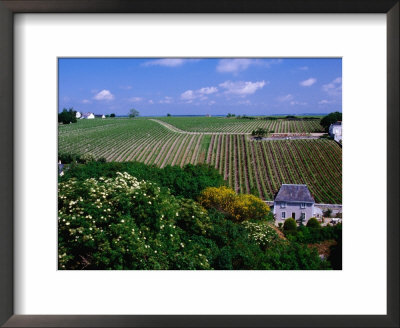 Vineyards And Farmhouses, Chinon, France by Diana Mayfield Pricing Limited Edition Print image