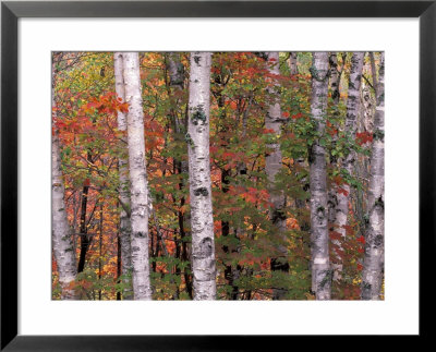 Forest Landscape And Fall Colors, North Shore, Minnesota, Usa by Gavriel Jecan Pricing Limited Edition Print image