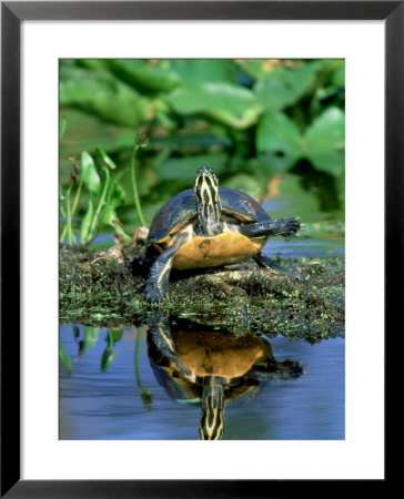 Florida Redbelly Turtle, Sunning, Usa by Stan Osolinski Pricing Limited Edition Print image