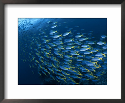 Schooling Blue And Gold Fusilers, Indo-Pacific by Jurgen Freund Pricing Limited Edition Print image