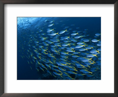Schooling Blue And Gold Fusilers, Indo-Pacific by Jurgen Freund Pricing Limited Edition Print image