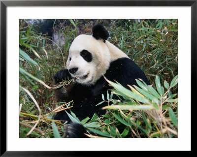 Panda Eating Bamboo In Wolong Valley, Wolong Ziran Baohuqu, Sichuan, China by Keren Su Pricing Limited Edition Print image
